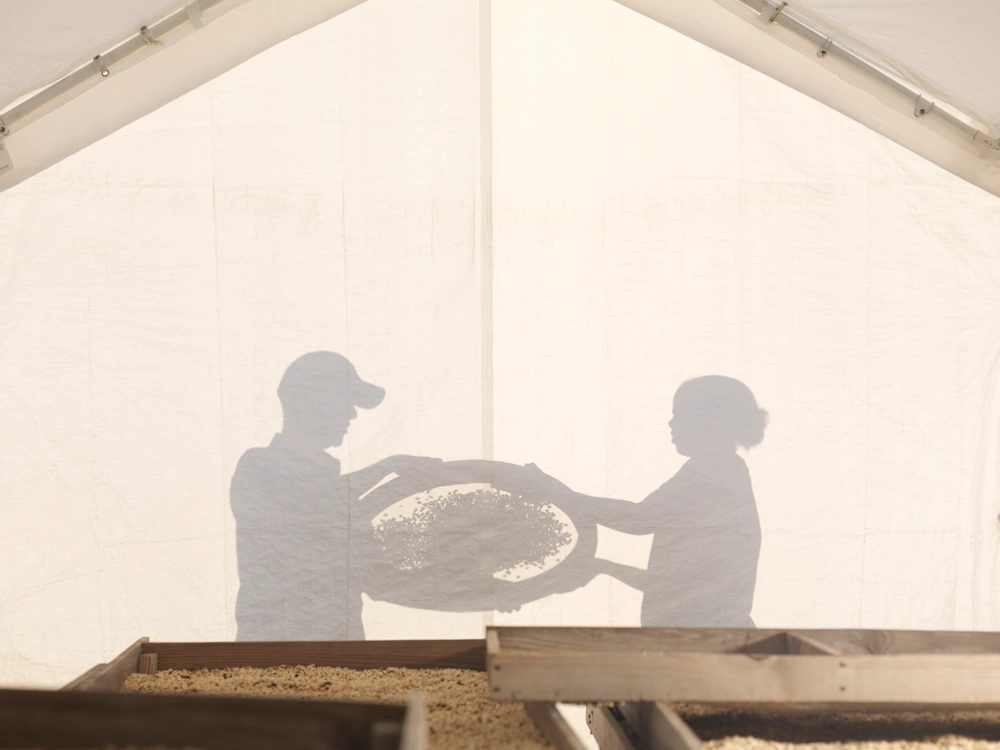 Two producers sieve coffee cherries under covered raised beds at origin.
